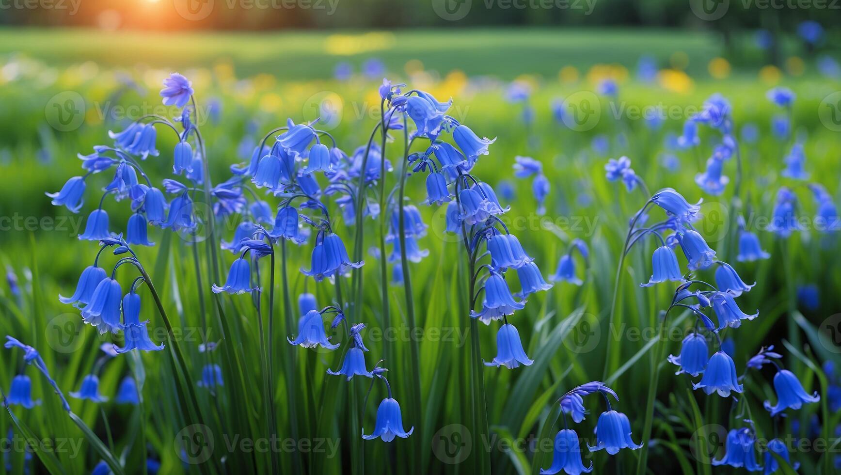 Blooming Bluebell Flowers in a Lush Green Meadow During Sunset photo