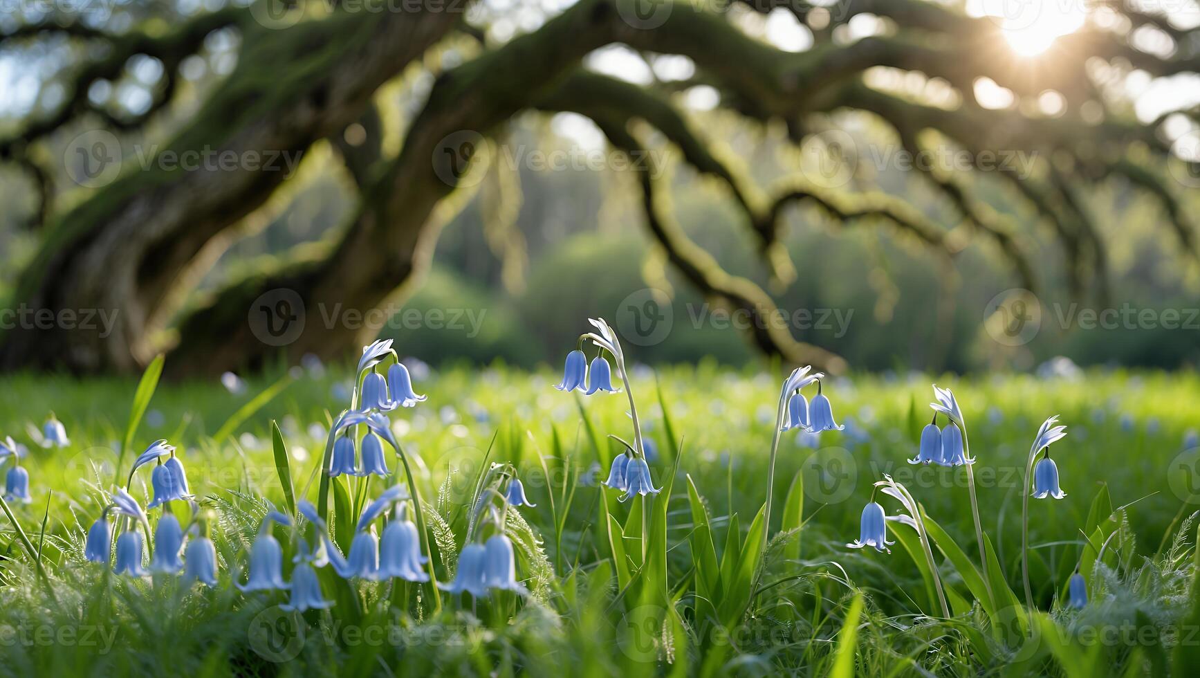 Bluebells Blooming Underneath Large Sprawling Tree on a Sunny Day photo