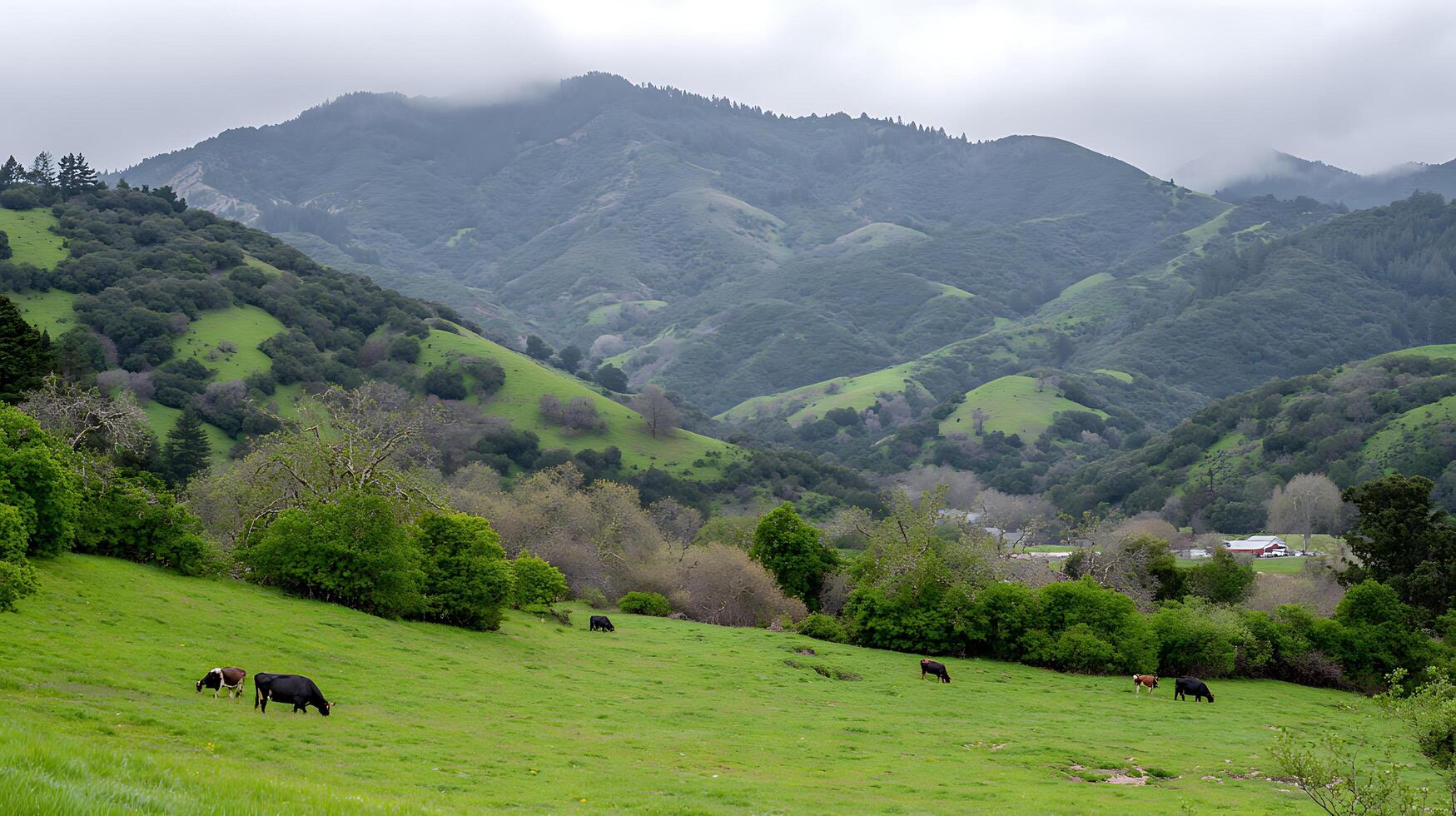 Cattle Graze peacefully on lush green hills under misty mountains. photo