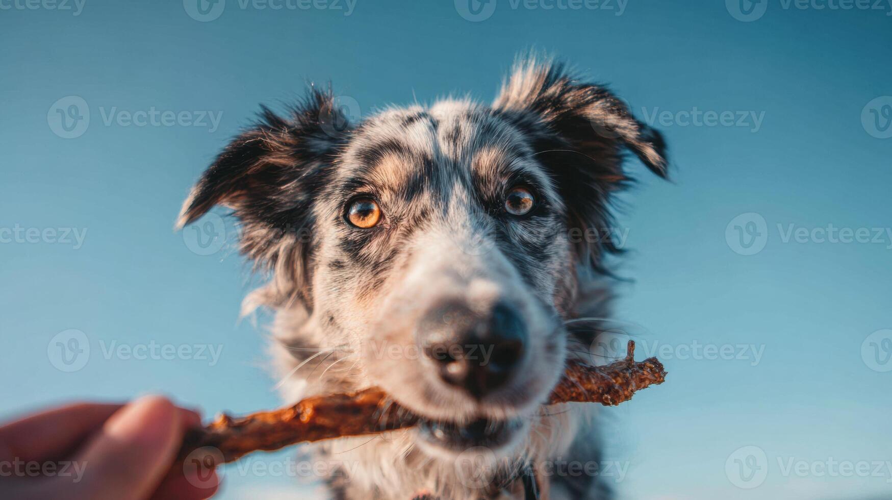 Natural Dog Chew Held by Owner Against Clean Sky Backdrop With a Dog Eagerly Engaging in Play During Outdoor Activity photo