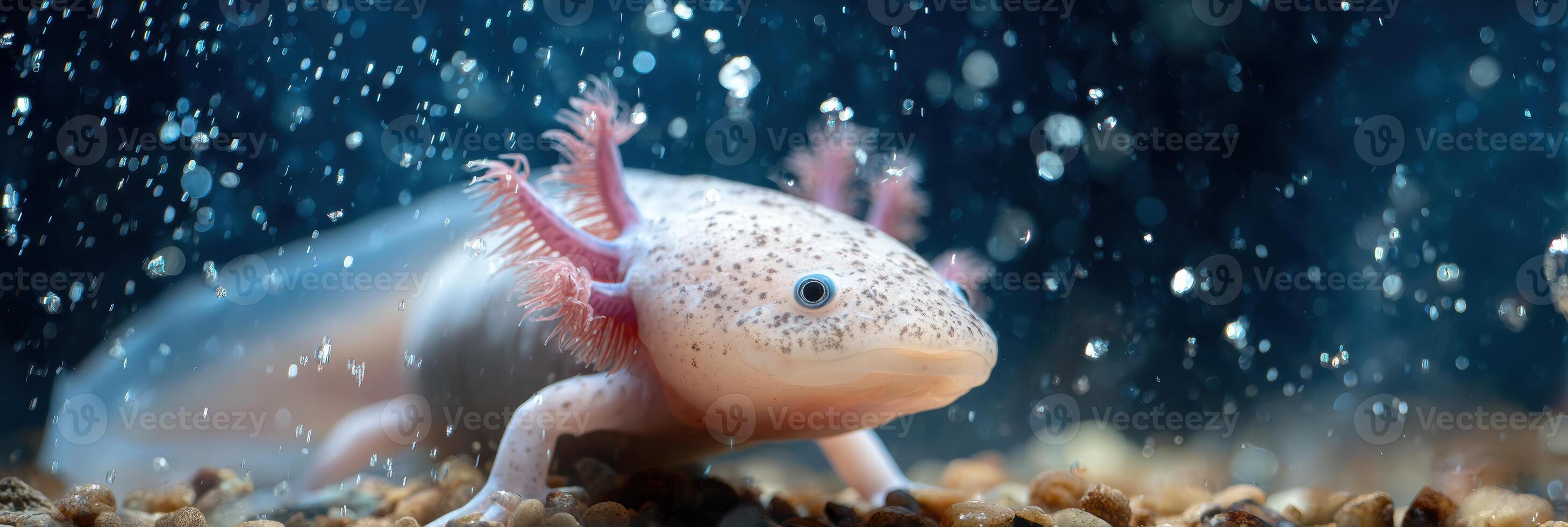Colorful Axolotl Swimming in Clear Water With Bubbles and Clean Gravel Surroundings in a Serene Aquatic Habitat photo