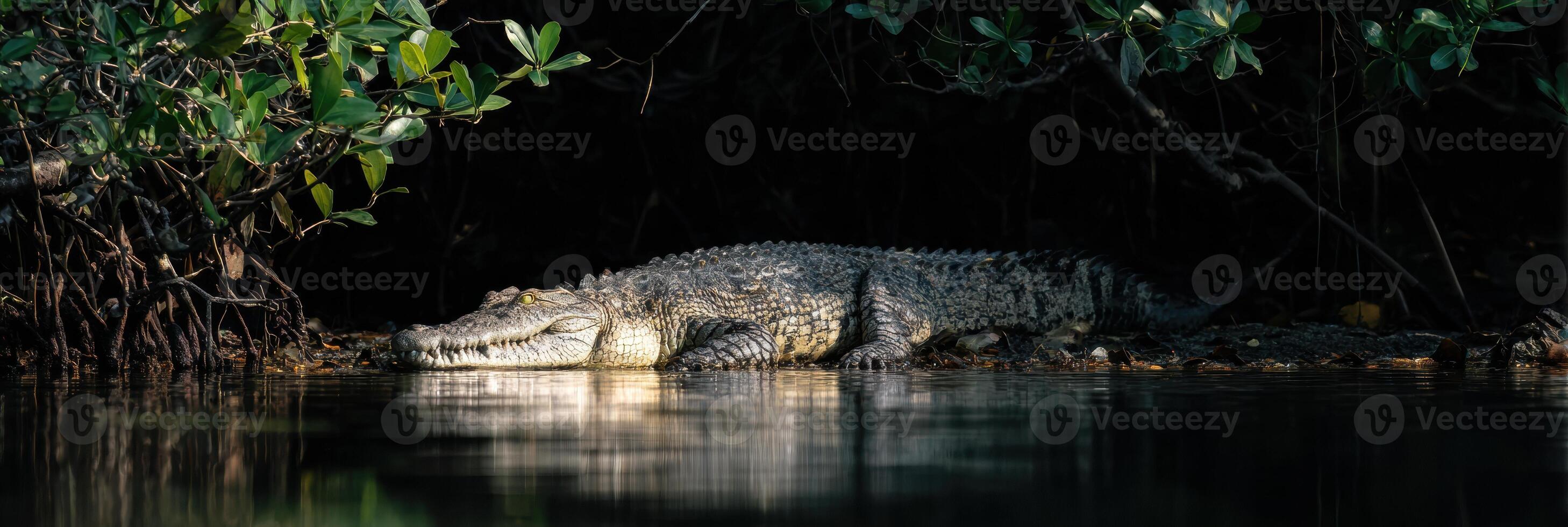 Crocodile Resting in Mangrove Shadows With Ambient Dark Light and Tranquil Water Reflection photo