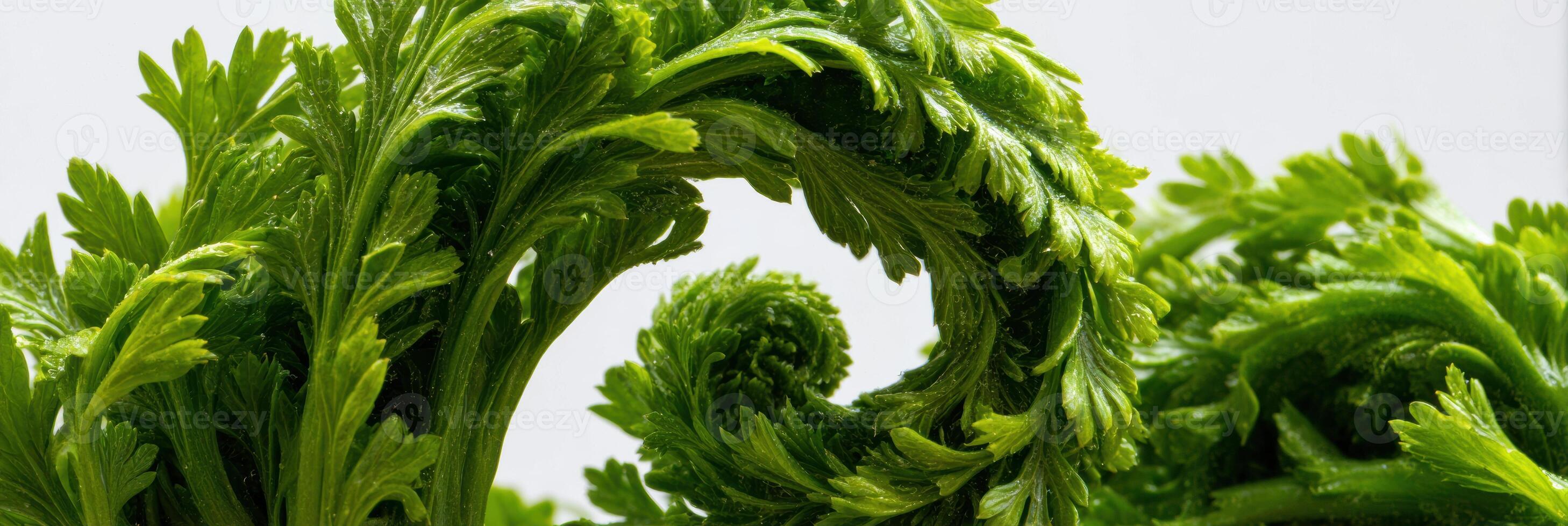 Carrot Tops Arranged in a Spiral Formation Showcasing Vibrant Green Leaves Against a Minimalistic Background photo