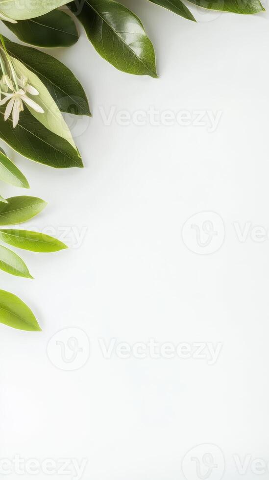 Lush Green Leaves and Delicate White Flower on Pristine White Background photo