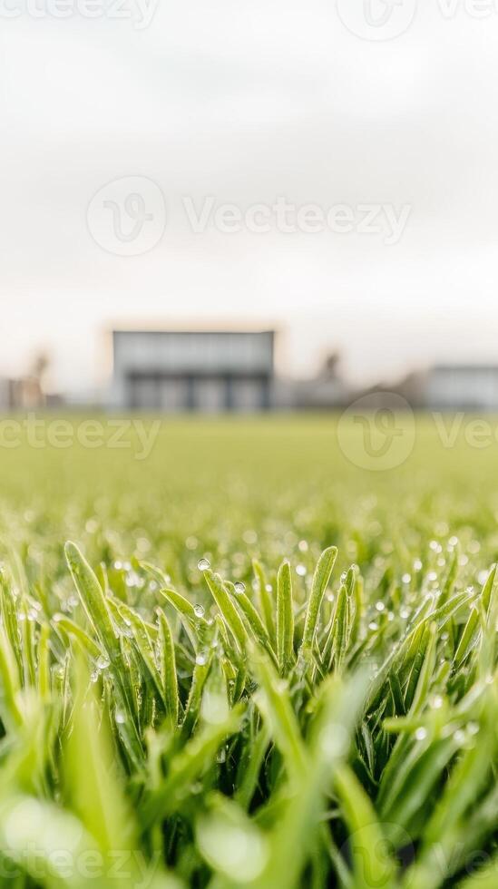 Captivating close-up of vibrant green grass adorned with sparkling morning dew drops, evoking a sense of pristine nature and refreshing tranquility. photo