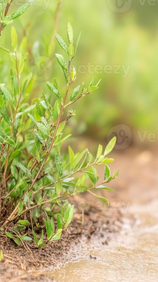 Vibrant green leaves adorned with glistening water droplets, capturing the essence of fresh growth in a serene natural setting after a gentle rain. photo
