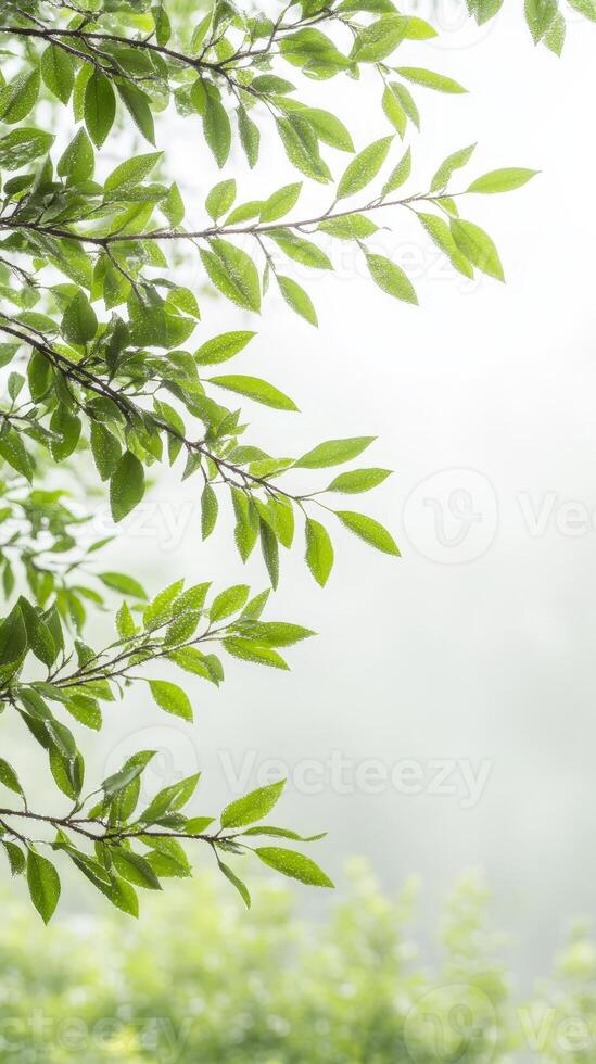 Captivating Close-Up of Vibrant Green Leaves Adorned with Sparkling Water Droplets, Evoking the Freshness of Nature and Serene Botanical Beauty, Ideal for Tranquil Backgrounds. photo