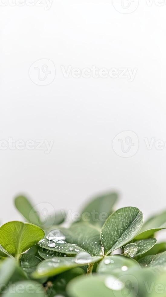 Vibrant Green Leaves Adorned with Sparkling Water Droplets on a Pristine White Background, Capturing Nature's Freshness and Purity in Close-up Detail. photo