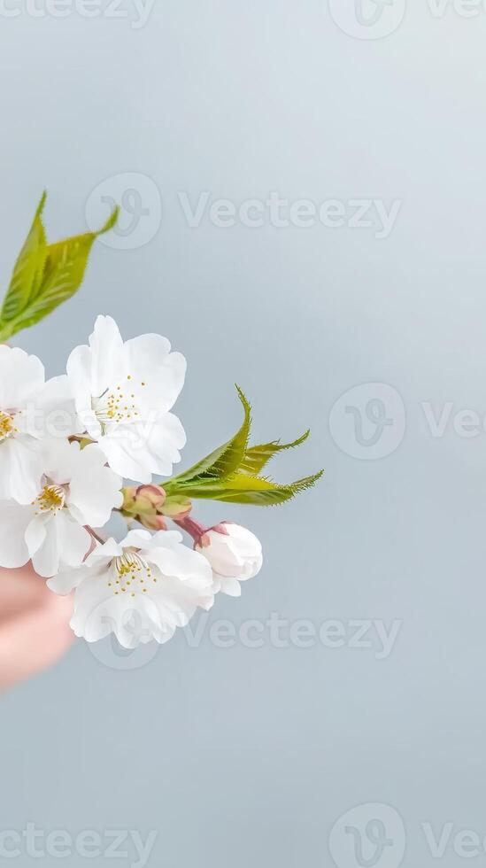 Delicate White Cherry Blossoms Against a Soft Serene Background, Capturing the Pure Essence of Spring's Gentle Awakening and Natural Beauty photo