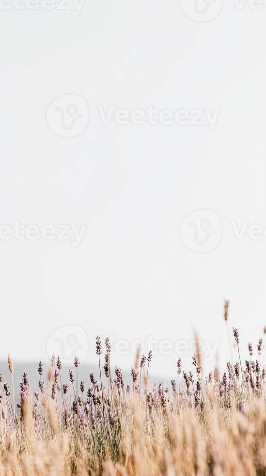 A serene vista of a vibrant lavender field bathed in soft natural light, capturing the tranquil beauty of blooming purple flowers and golden stalks under a clear sky. photo