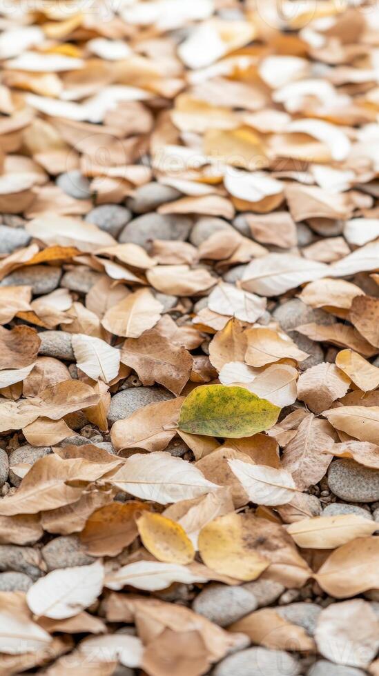 Golden Autumn Leaves and Smooth Pebbles Create a Tranquil Ground Texture, Evoking the Serene Beauty of the Changing Season. photo