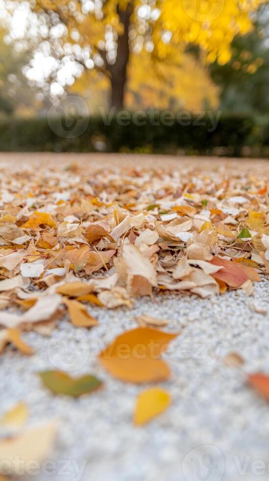 Vibrant Autumn Leaves Carpet the Ground in a Golden Display, Capturing the Tranquil Beauty of the Fall Season in a Park Setting photo