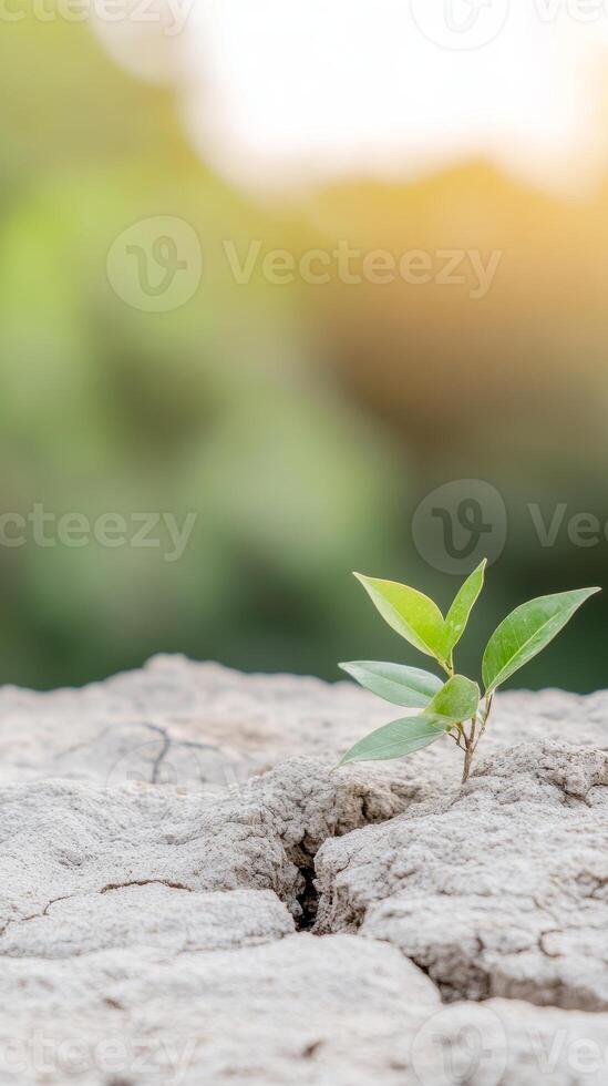 A vibrant green seedling emerges from parched, cracked earth, a powerful symbol of resilience and new life amidst environmental adversity. photo
