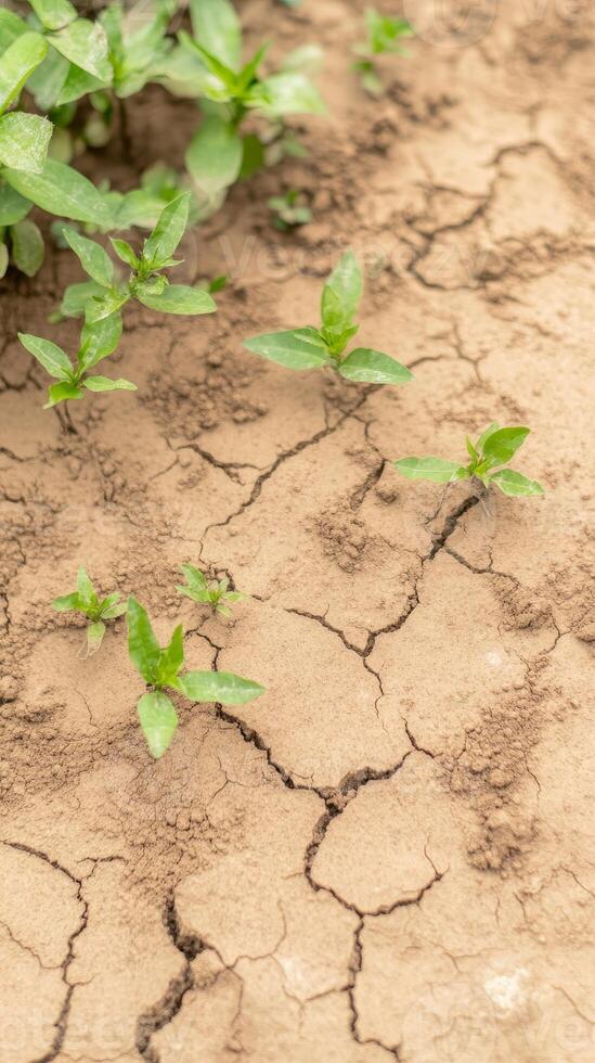 Vibrant green plant sprouts emerge from dry, cracked earth, symbolizing resilience and new life amidst challenging environmental conditions. photo