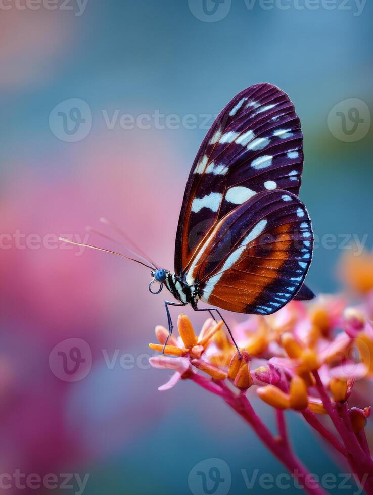 Exotic Butterfly Perched on Vibrant Flower Displaying Intricate Colors in a Serene Garden Setting photo