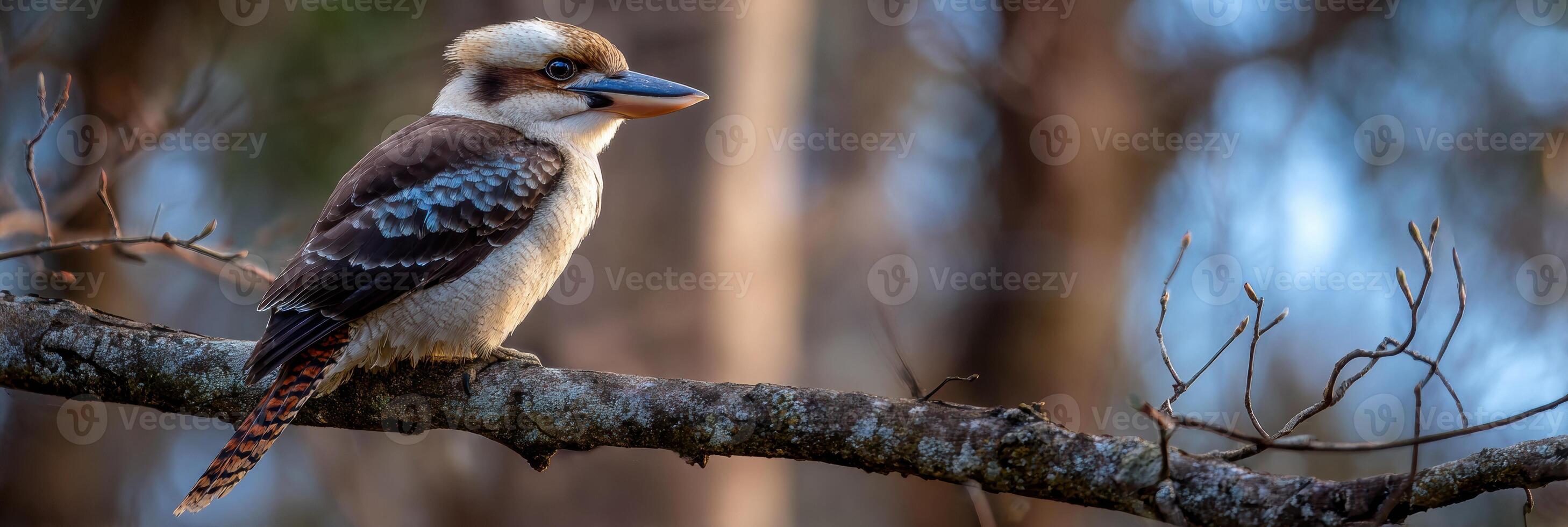 Kookaburra Sitting on a Branch Under Soft Light With Distant Blurred Trees in the Background During Early Morning Hours photo
