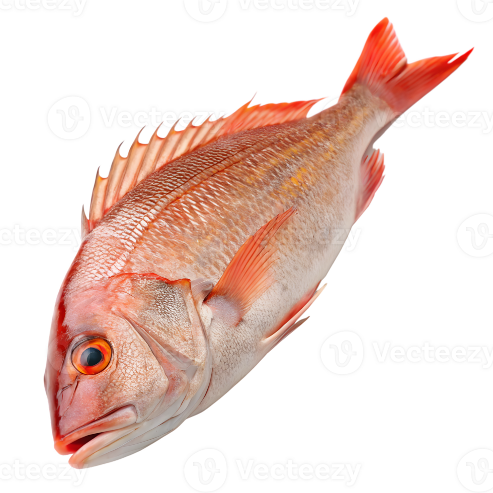 Whole red snapper fish with orange fins isolated on transparent background png
