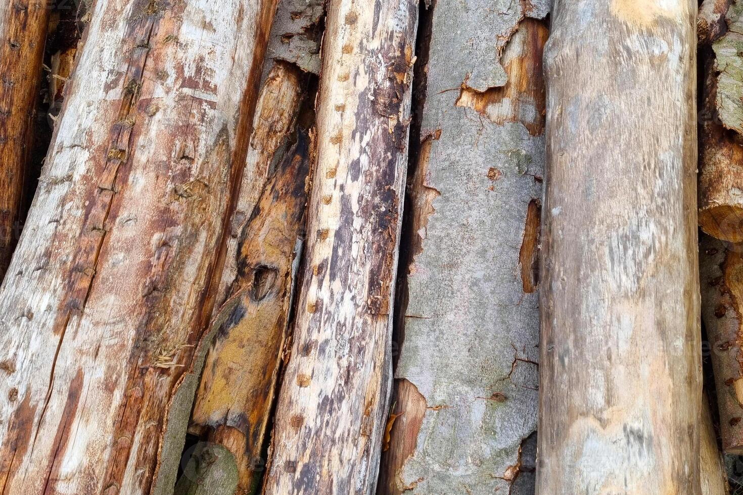 Natural Texture of Weathered Wooden Logs for Rustic Design and Decor photo