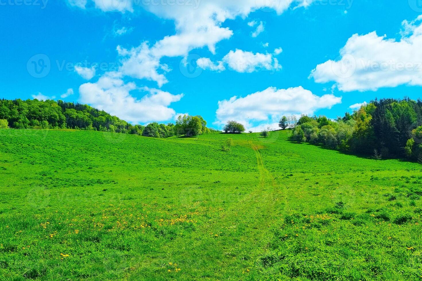Vibrant Green Meadow with Blue Sky for Scenic Landscape Prints photo