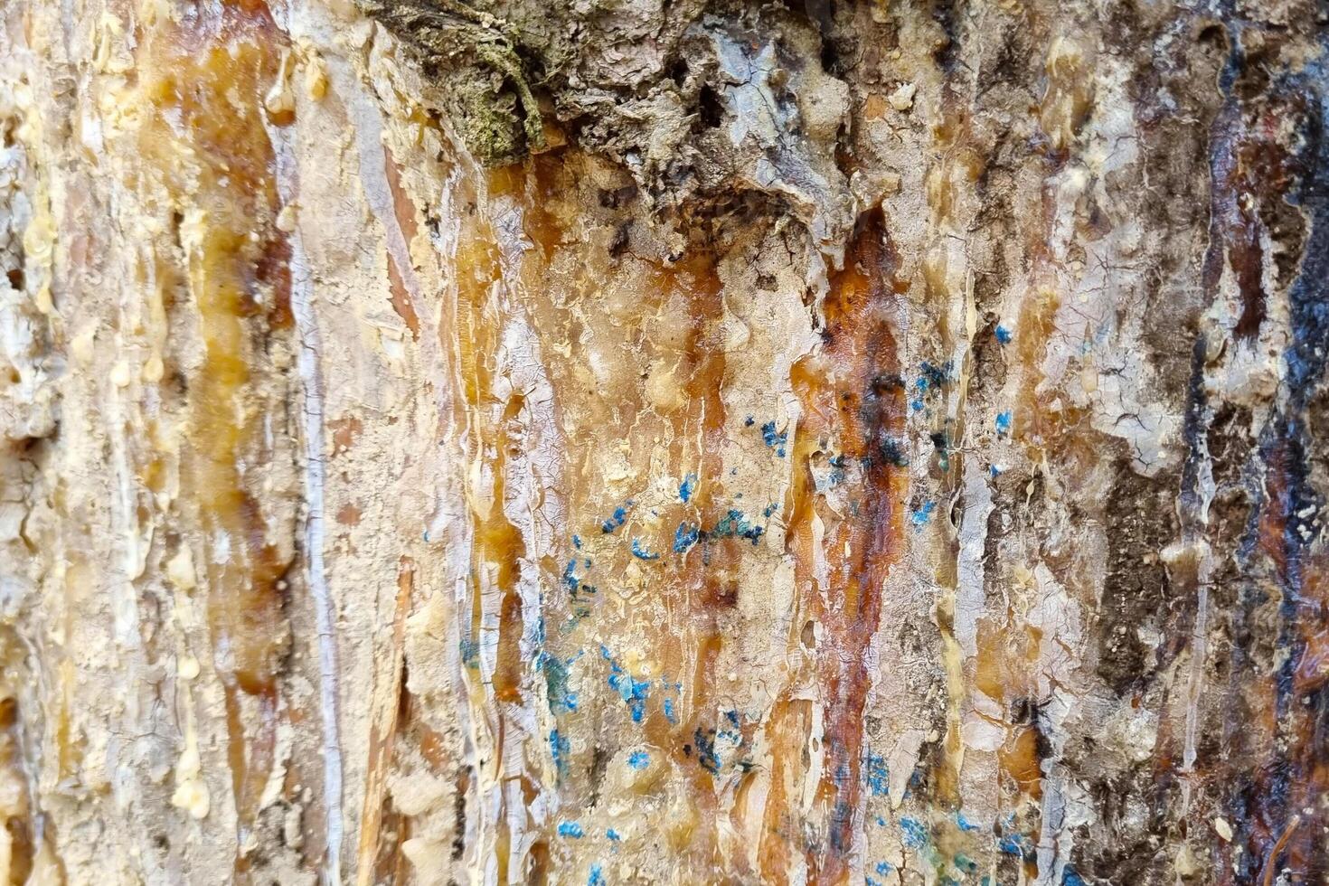 Texture of Tree Bark with Resin Streaks for Nature and Art Projects photo