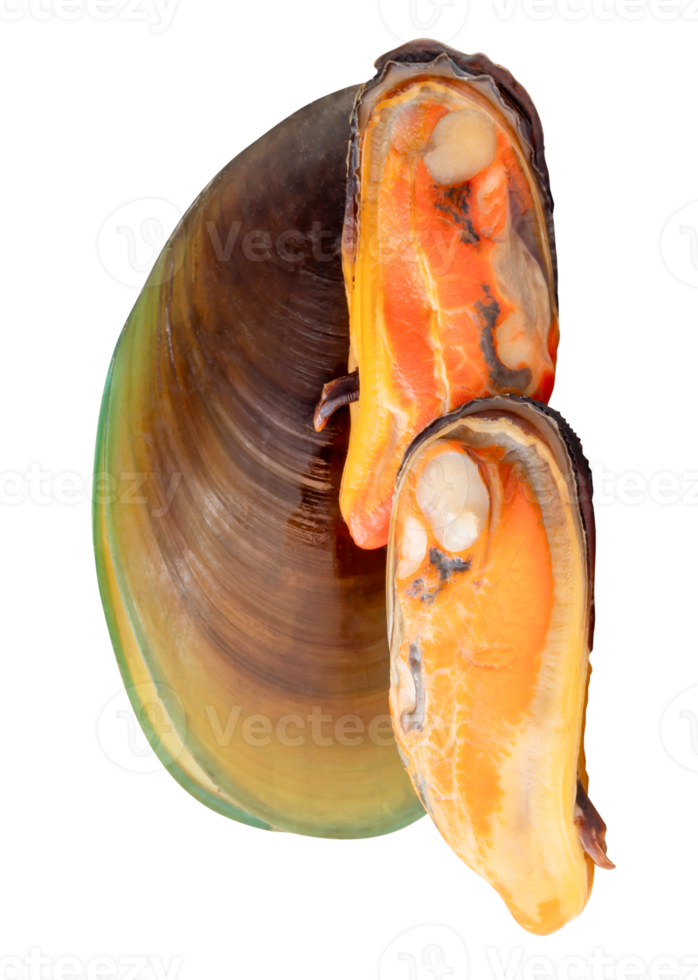 Three cooked mussels in meat and shell in pile isolated with clipping path in file format png
