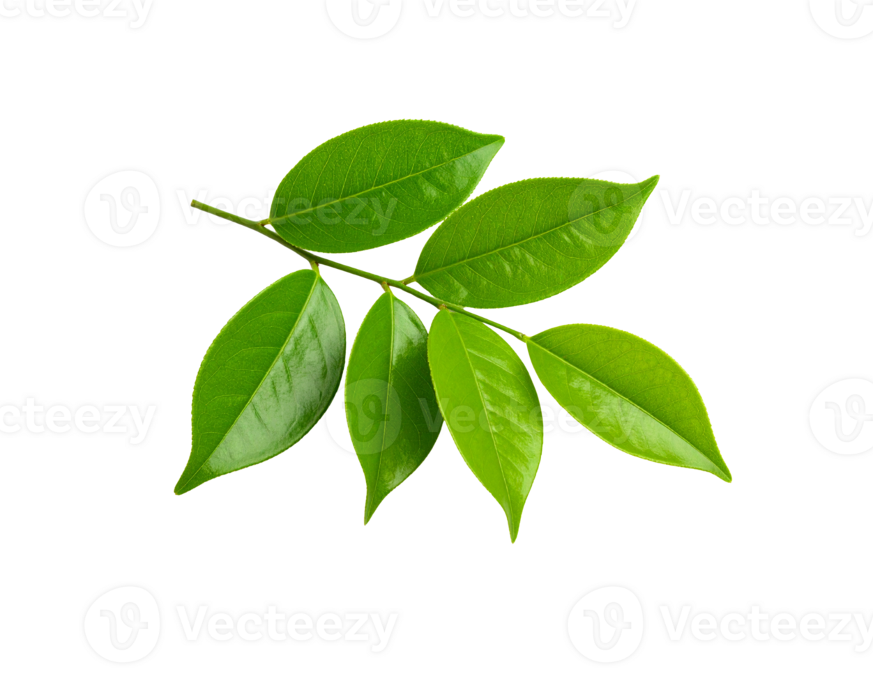 Lush sprig of fresh green tea leaves with a glossy texture and detailed veins. png
