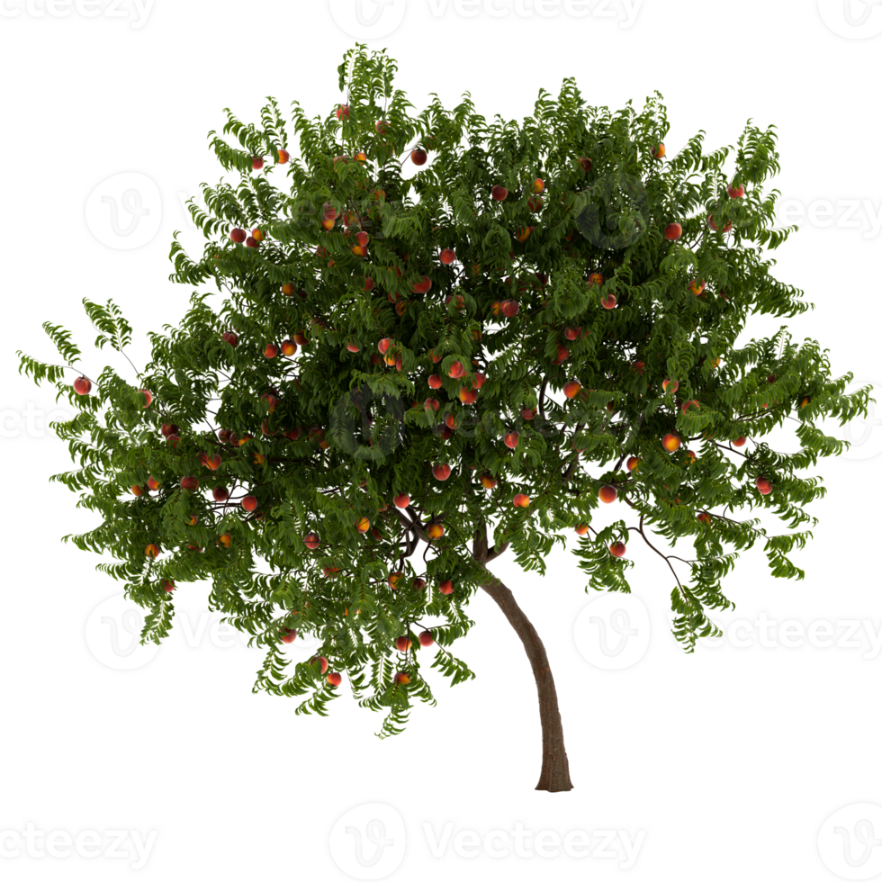 3d render peach tree with fruits with transparent background png