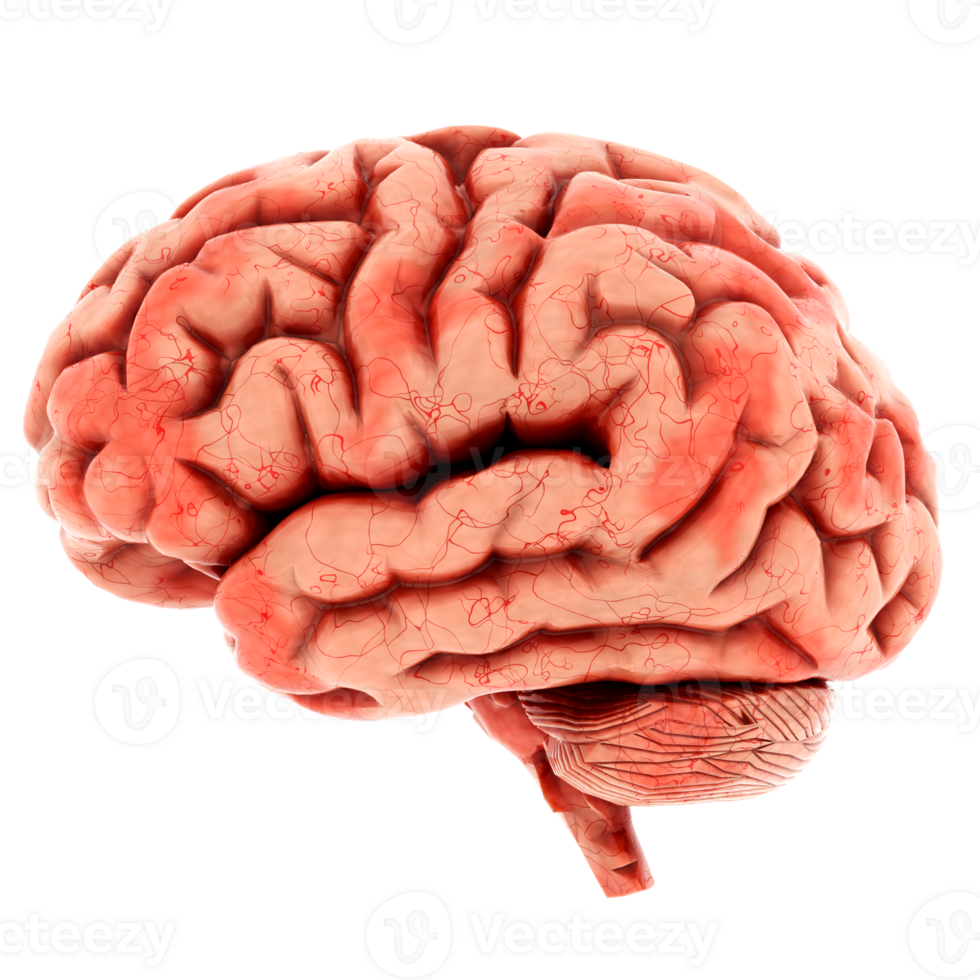 Render human brain anatomy realistic with transparent background png