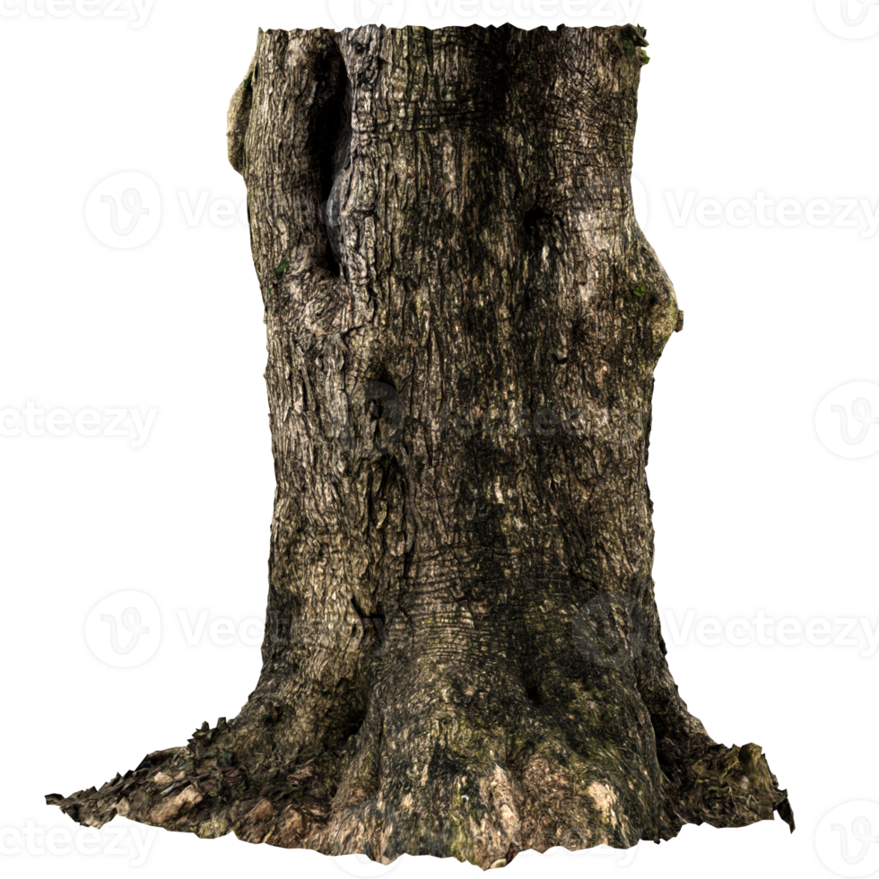 3d render old tree trunk bark with transparent background png