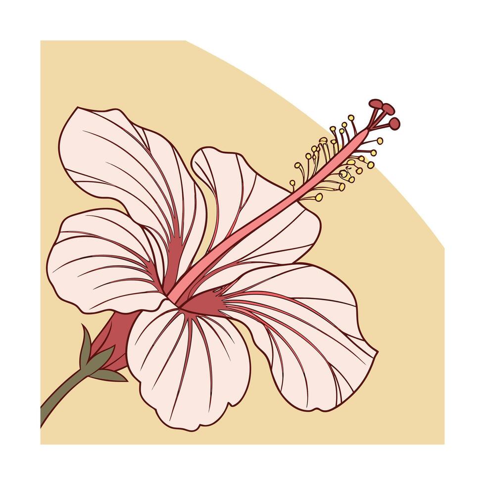 Delicate pink hibiscus flower with red accents yellow stamen on beige vector