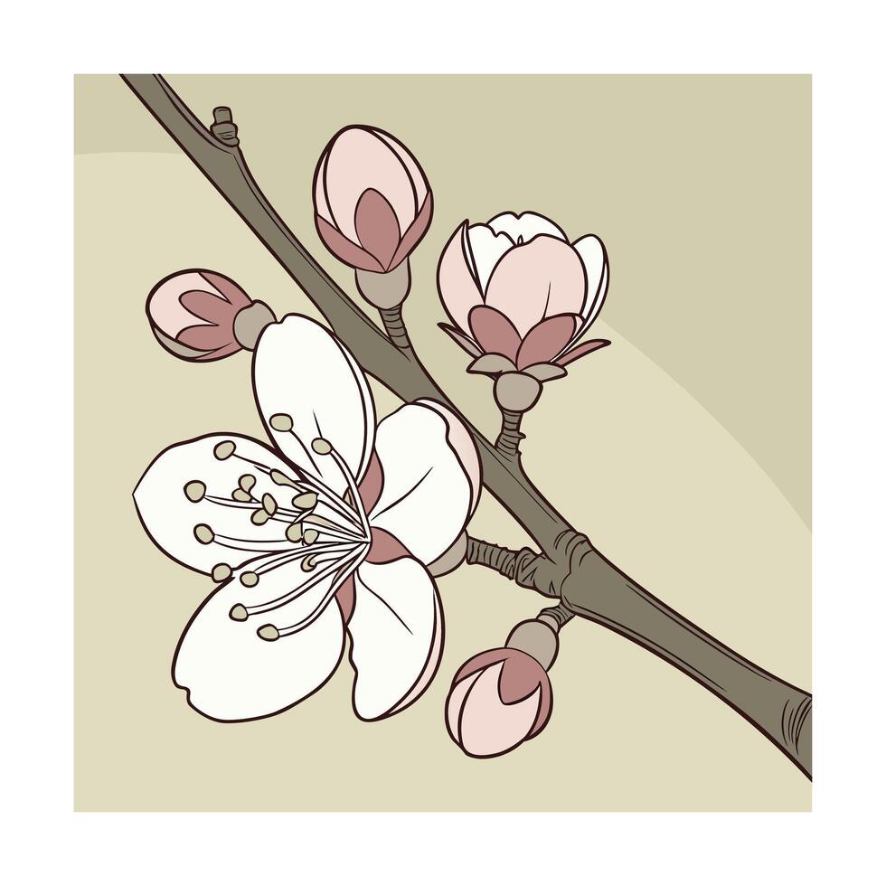 Delicate pink cherry blossom branch with buds open flower vector