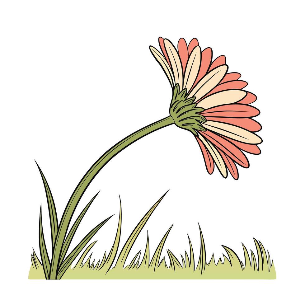 Pink yellow gerbera daisy flower with green stem grass vector