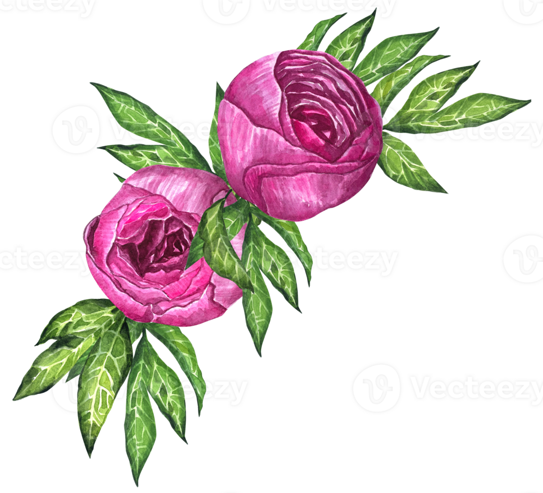 Watercolor peony bouquet illustration Hand draw flowers illustration. Pink peonies flowers watercolor illustration painting botanical art greeting card stationar. png