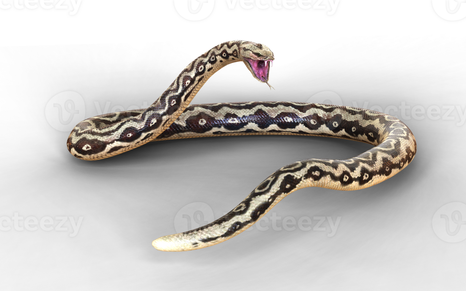 A deadly stare and open jaws, the python prepares to defend. png