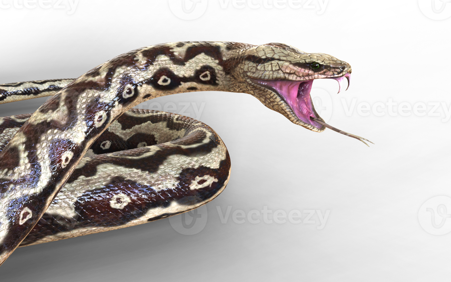 Python unleashes a warning hiss in striking defensive posture. png