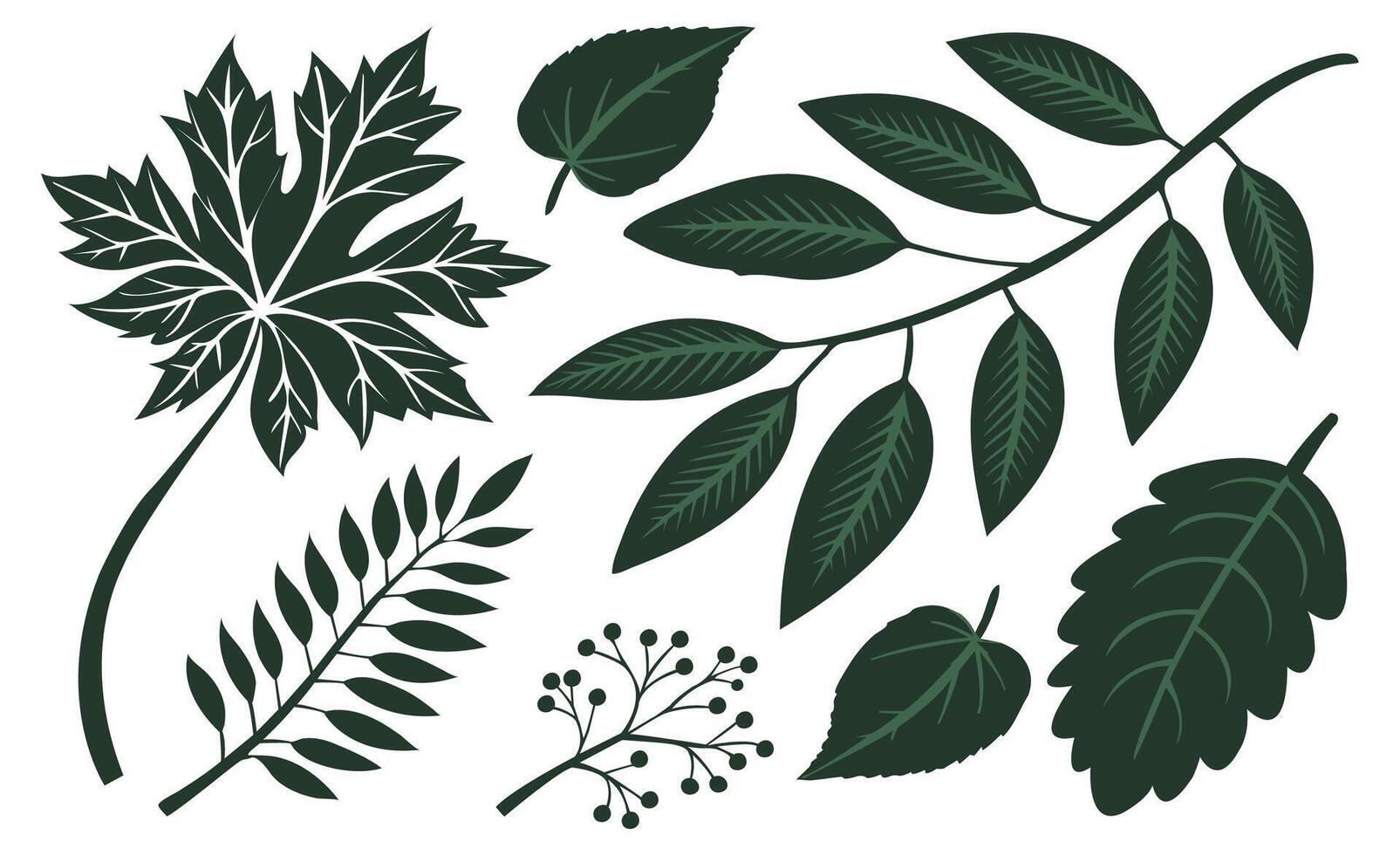 Botanical Leaf Collection Diverse Foliage Illustrations vector