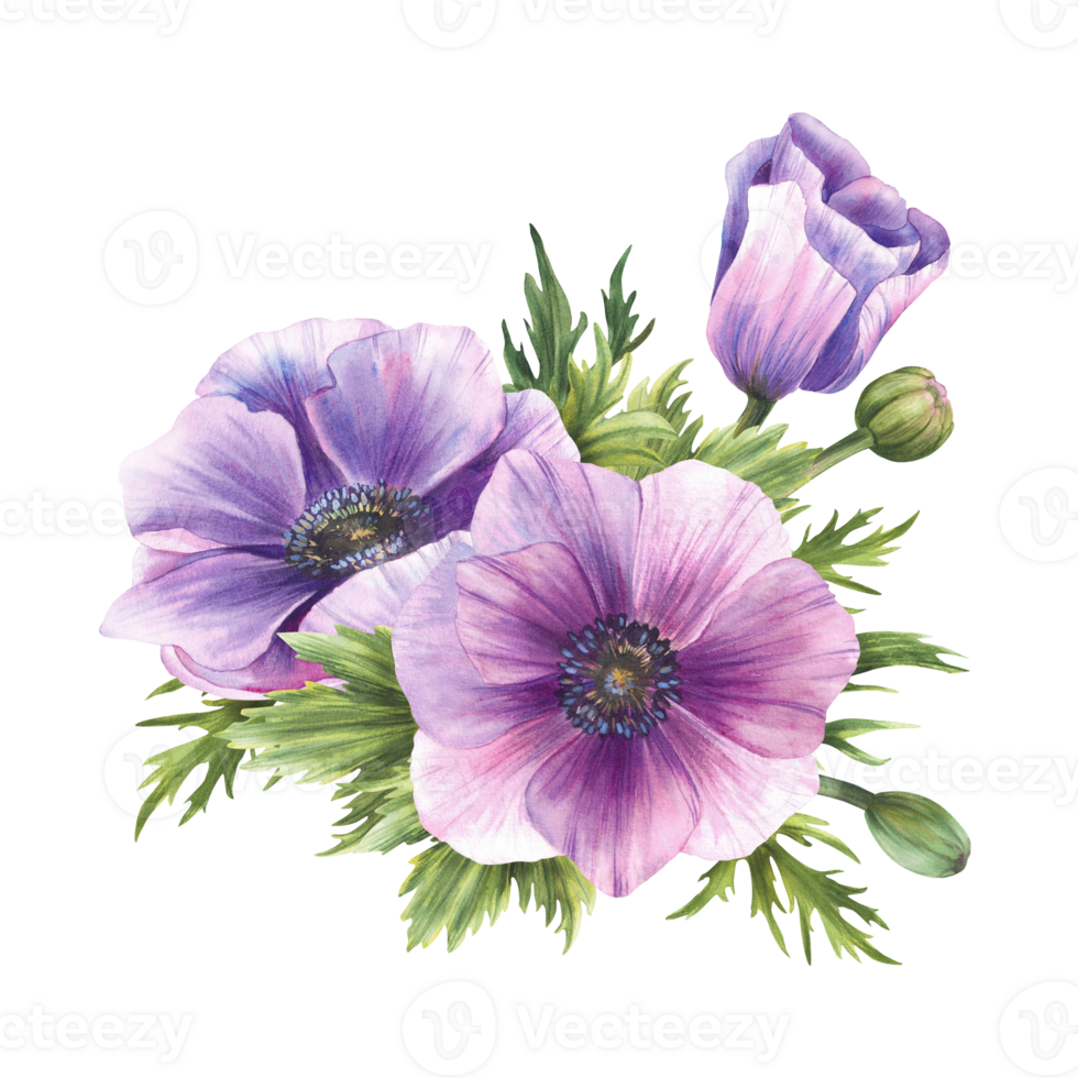 Purple Anemone Watercolor flowers Bouquet. Windflowers Pink lilac and green buds isolated clipart. Bunch of flower for wedding, birthday, valentines tag greeting card design. Hand drawn illustration png