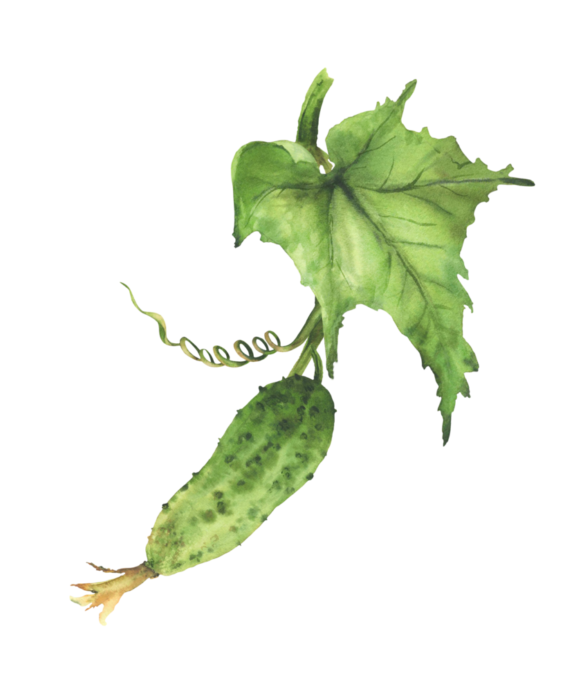 Watercolor Cucumber plant with green leaf and curling tendril and buds hanging on vine. Hand drawn realistic botanical illustration of growing vegetable for farming, garden. Isolated from background png