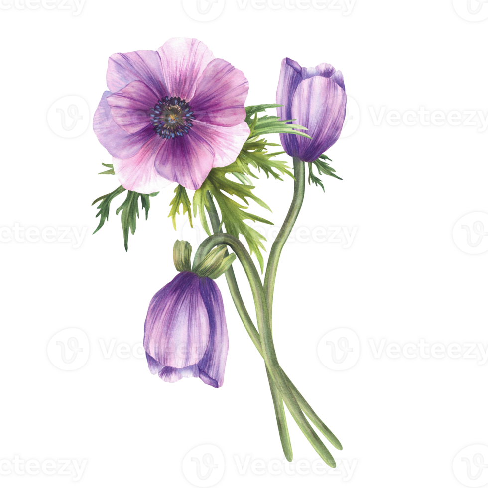 Anemone purple flowers bouquet with pink blue realistic buds and green leaves. Bunch of flower for invitations, greeting card. Hand drawn realistic watercolor illustration on isolated background png