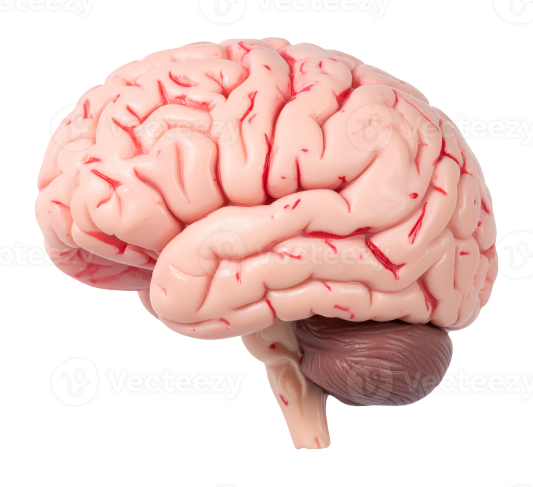 Educational model of brain anatomy png