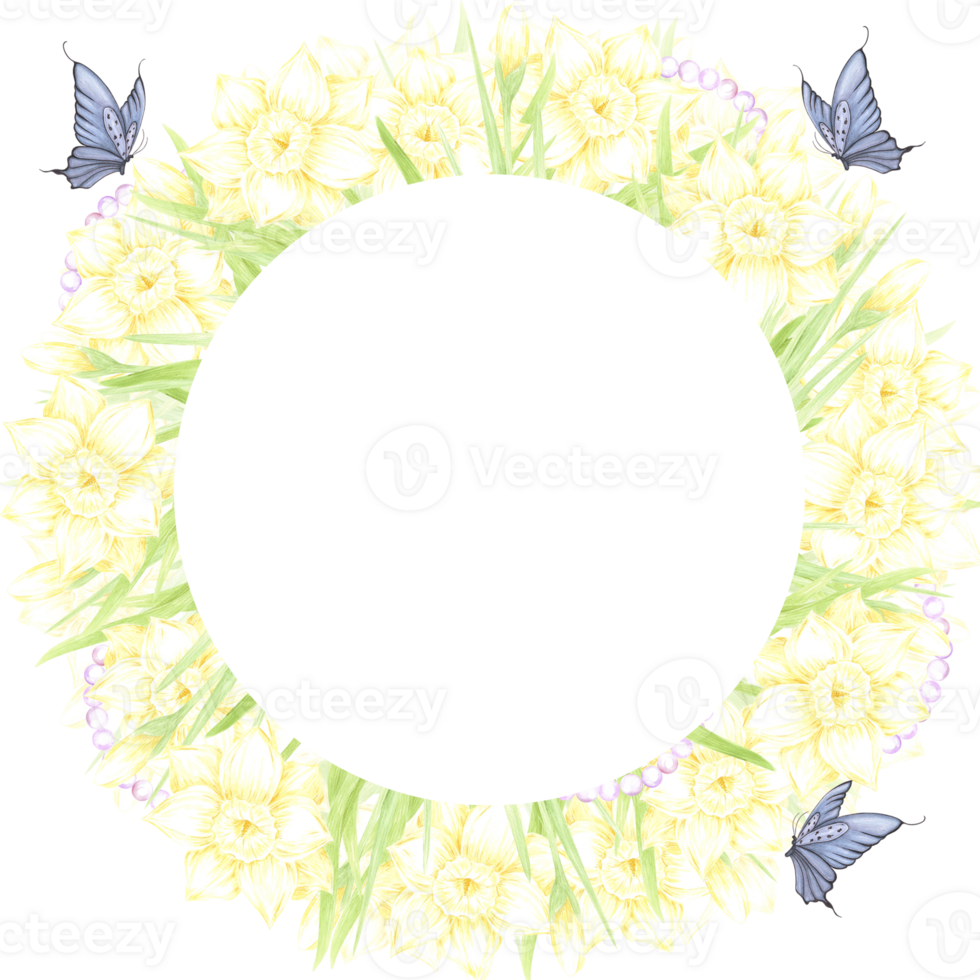 Hand drawn watercolor daffodil with green leaves butterflies and pearls wreath frame border isolated on no background. Can be used for postcard, invitation, scrapbook and other printed products png
