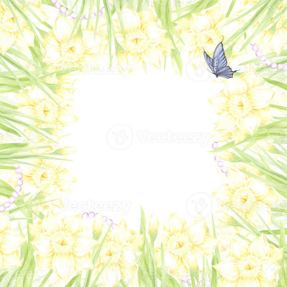 Hand drawn watercolor daffodil with green leaves butterfly and pearl frame border isolated on no background. Can be used for postcard, invitation, scrapbook and other printed products png