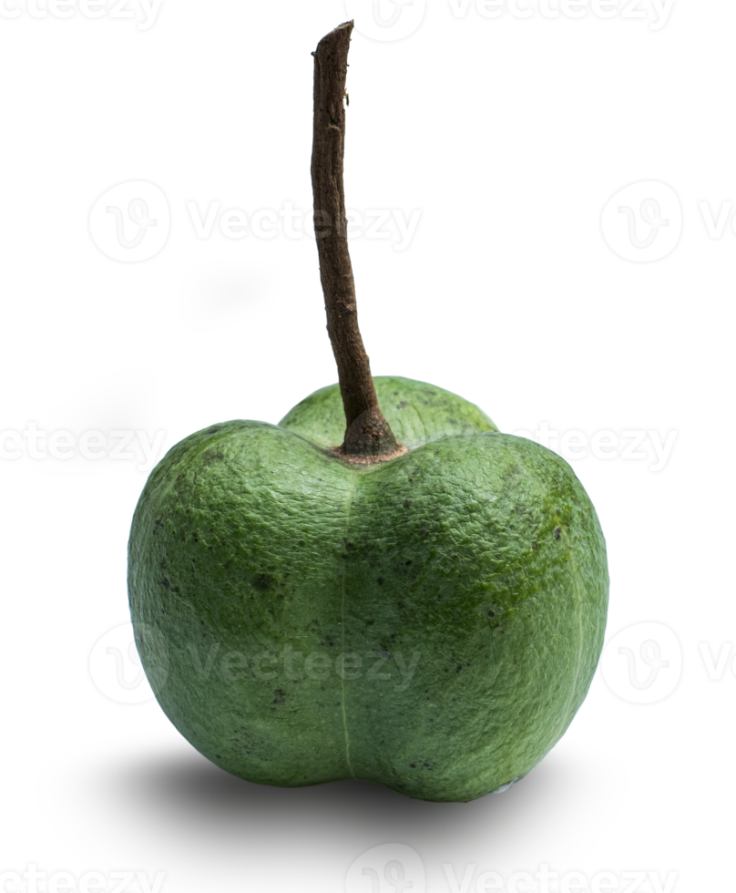 Fruit of the para rubber isolated png