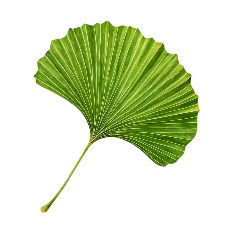 Vibrant green fan palm leaf with distinct pleats and veins. png