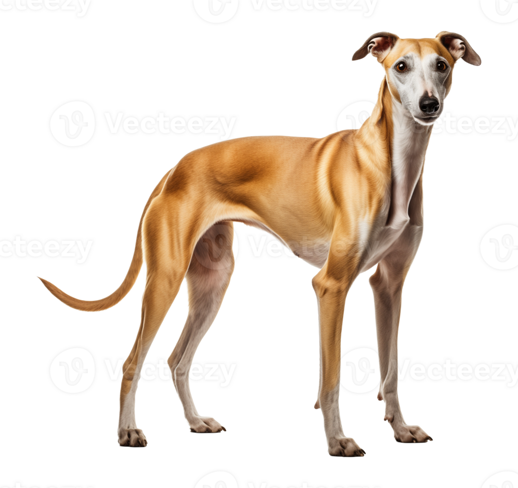Greyhound Standing Isolated on Transparent Background png