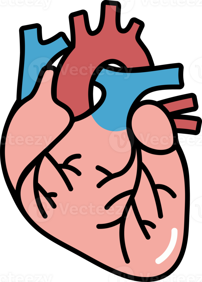 Human Heart Icon png