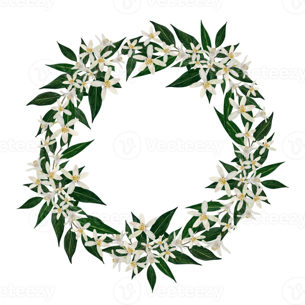 Citrus Blossom Floral Wreath with Green Leaves. Elegant watercolor illustration of white citrus blossoms and rich green leaves , for wedding invitations, branding, designs, decor. png
