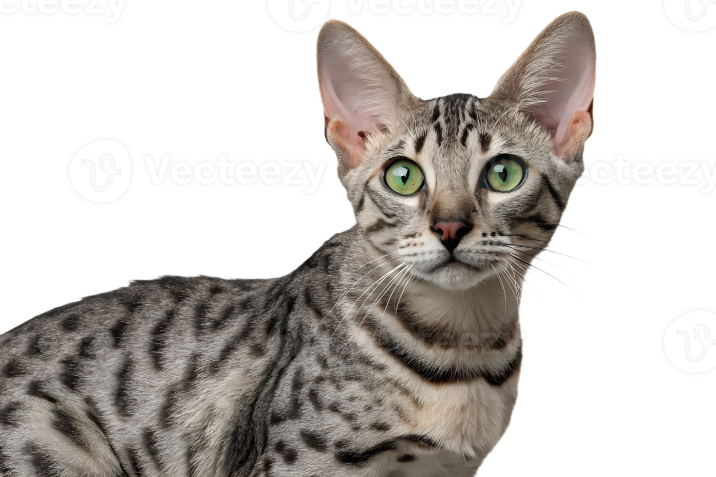 Egyptian mau cat isolated, natural leopard-like spots and striking green eyes, ancient breed portrait png