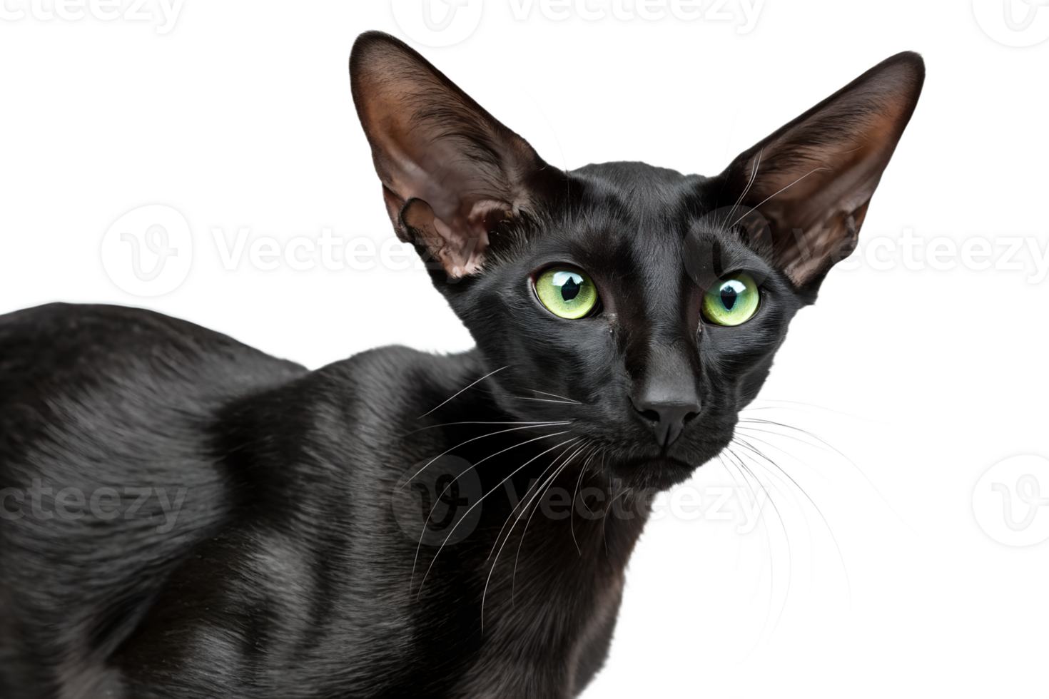 Elegant black oriental shorthair cat with piercing green eyes, angular face and glossy coat isolated png