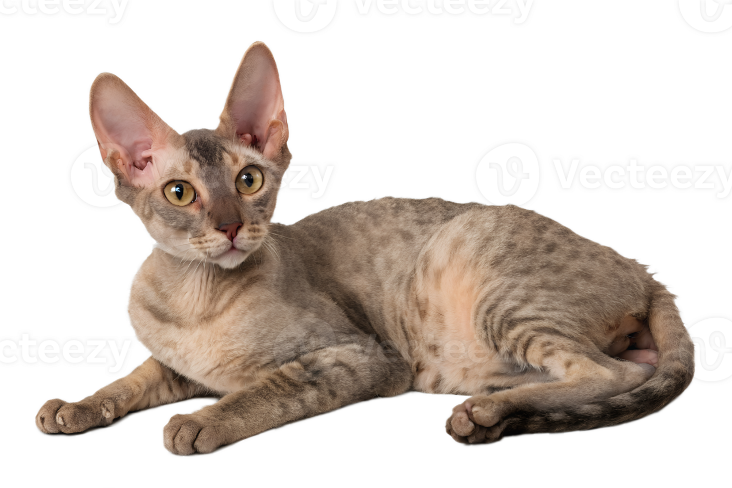 Close-up of cornish rex cat's wrinkled coat texture, soft waves visible in studio lighting png